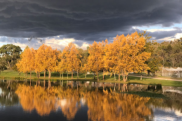 Golden autumn trees by the lake at Hidden Creek Winery