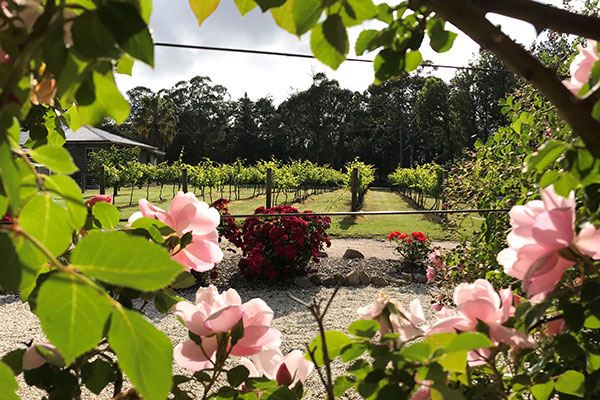 Looking through the flowers to the vines at Summit Estate winery
