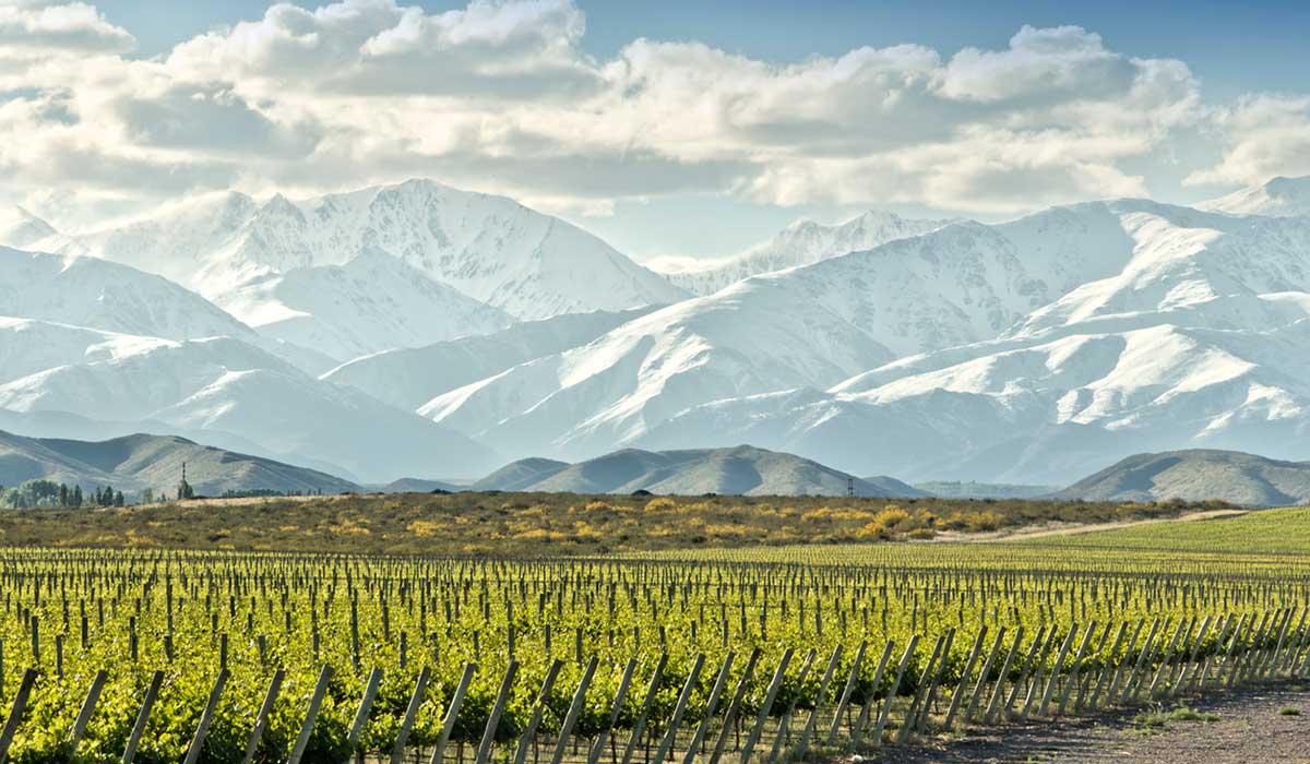 A vineyard in Argentina, with the snowy Andes in the background