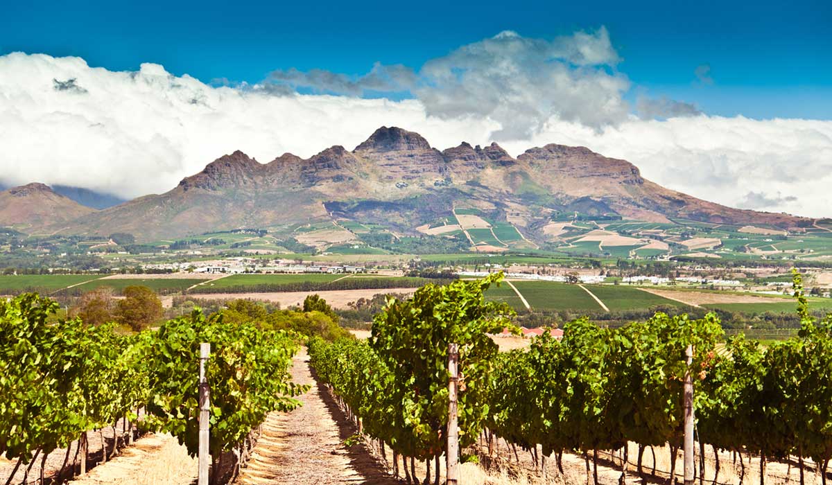 A vineyard in Stellenbosch, South Africa, with mountains in the background