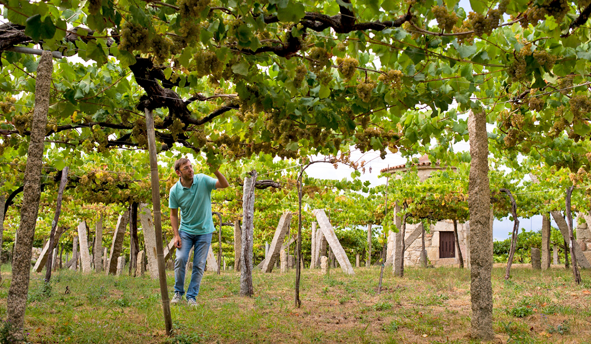 Eulogio Pomares with pergola-trained albariño vines in Rias Baixas