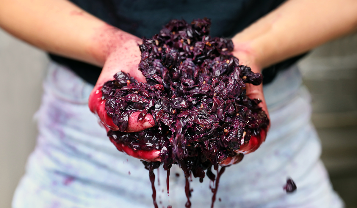 Red grapes being squashed in between hands.