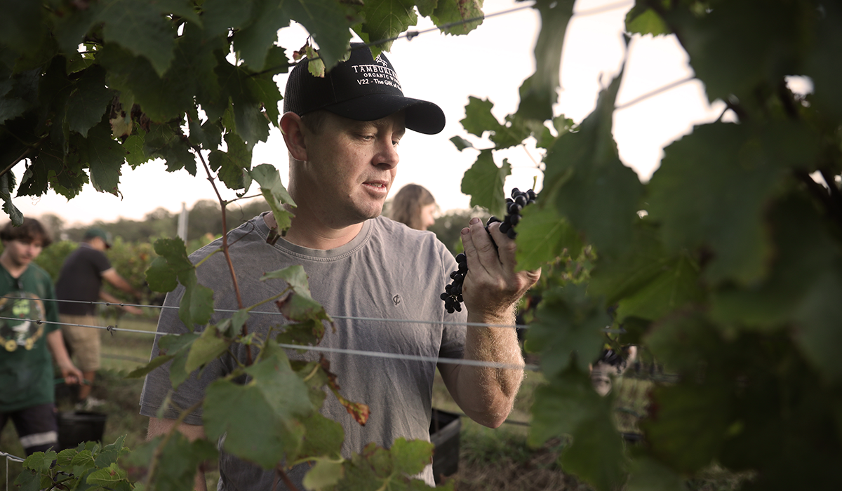 Mark Davidson in the vineyard
