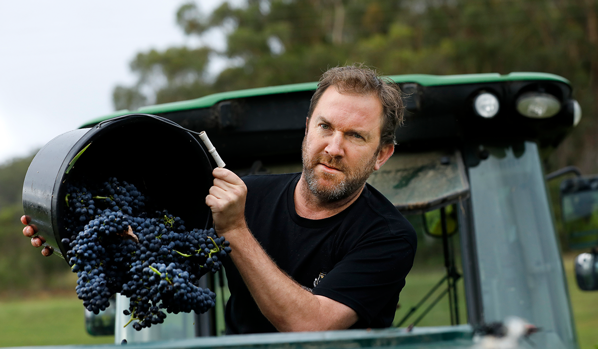Adrian Sparks pouring grapes into a larger bin