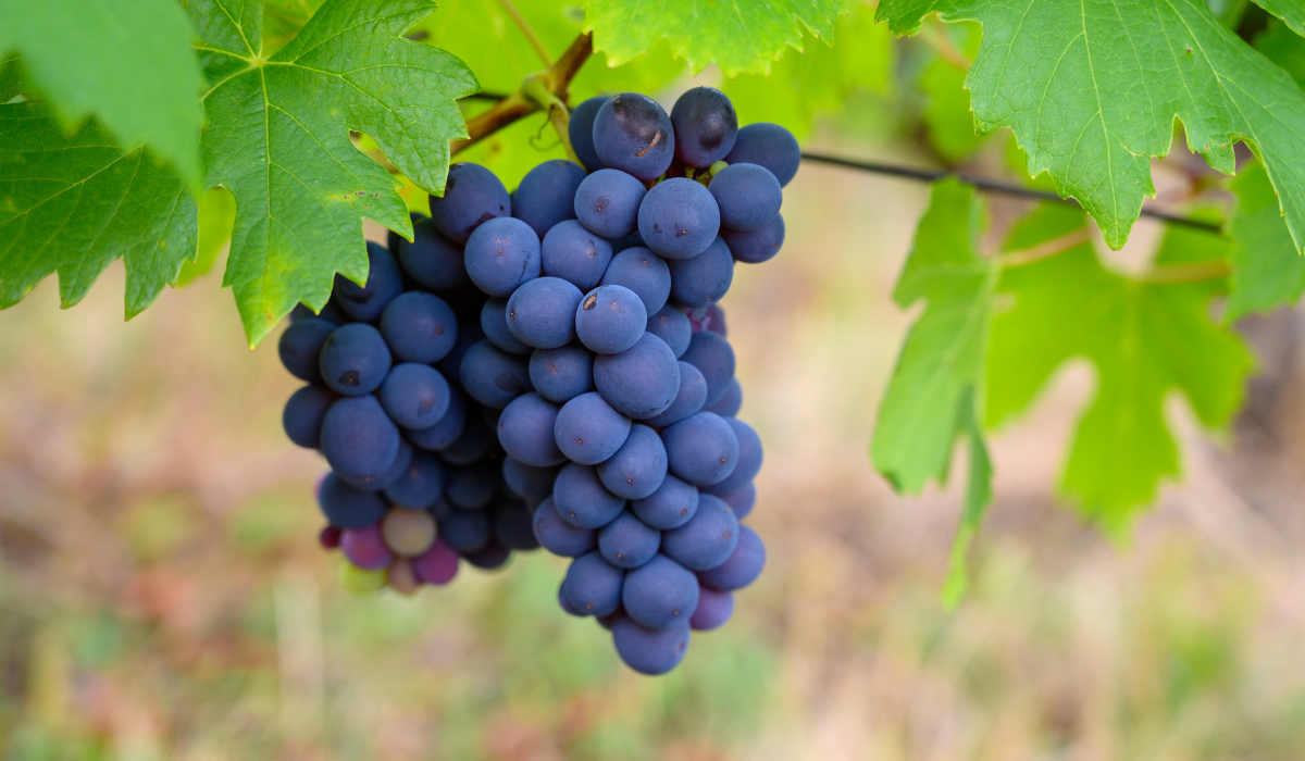 A close up of red grapes on the vine