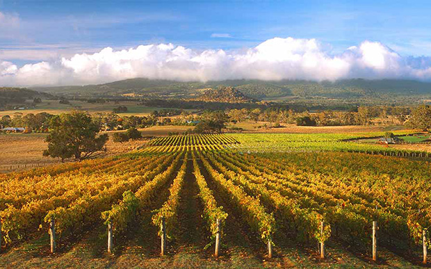 A vineyard in the Macedon Ranges