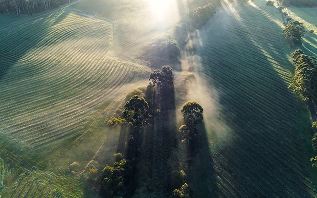 Drone view of misty vineyards in Margaret River