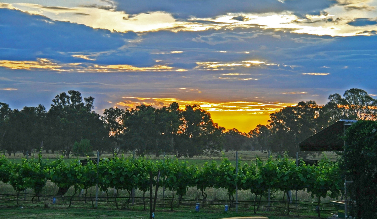 King Valley vineyard at sunset