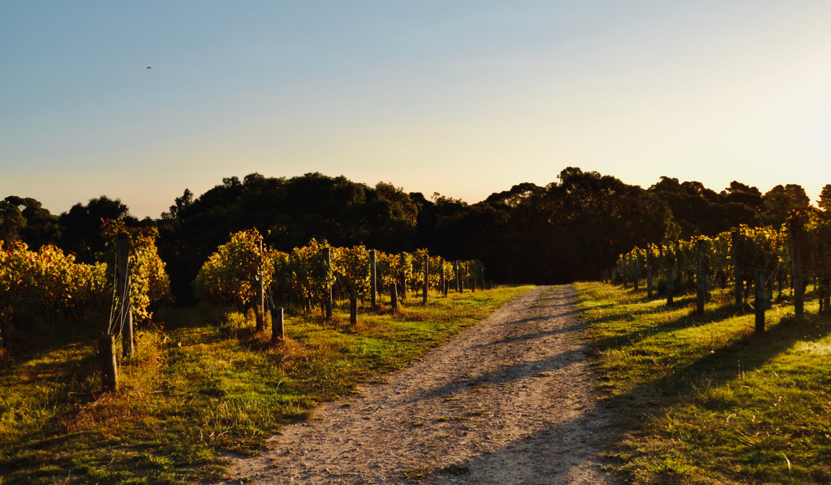 Shadows on a Mornington Peninsula vineyard