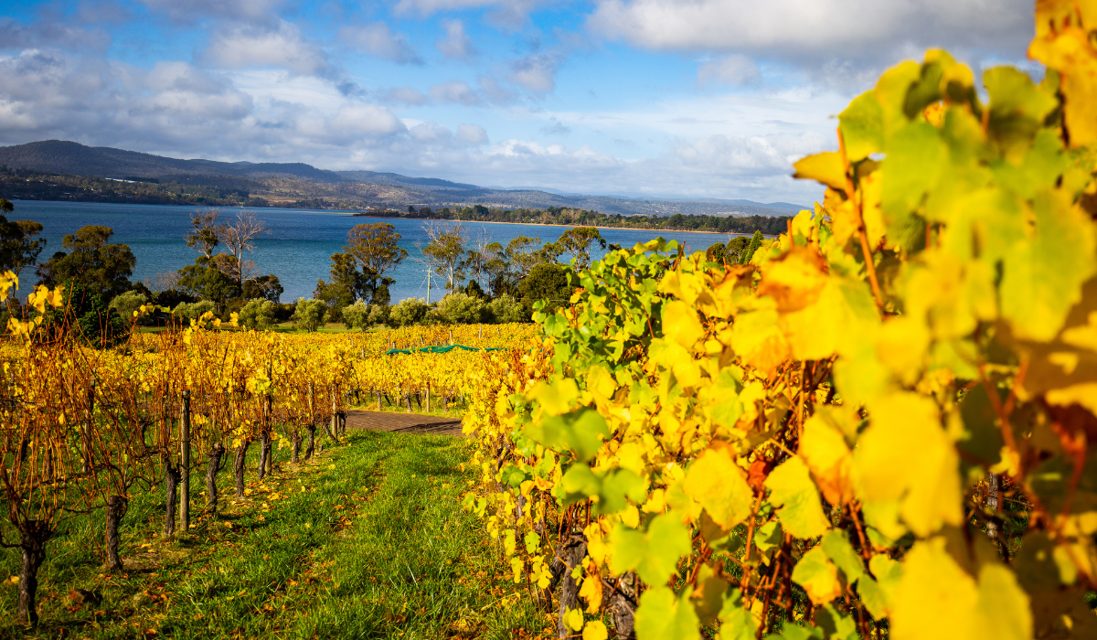 Vineyard in Tasmania's Tamar Valley