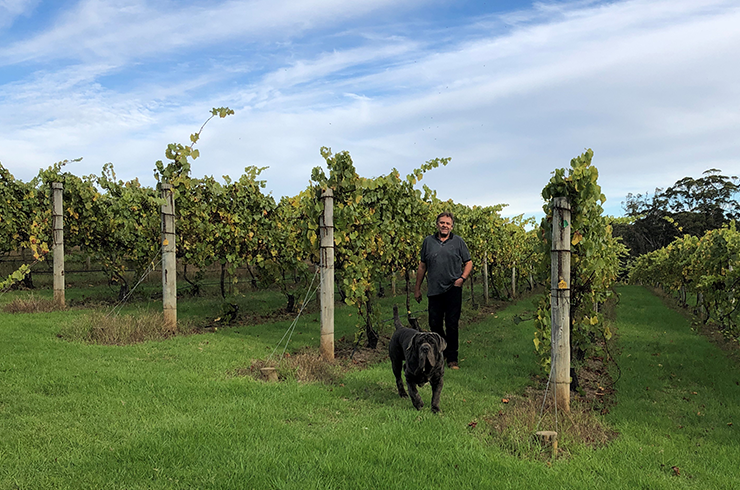 Man and dog in Apricus vineyard