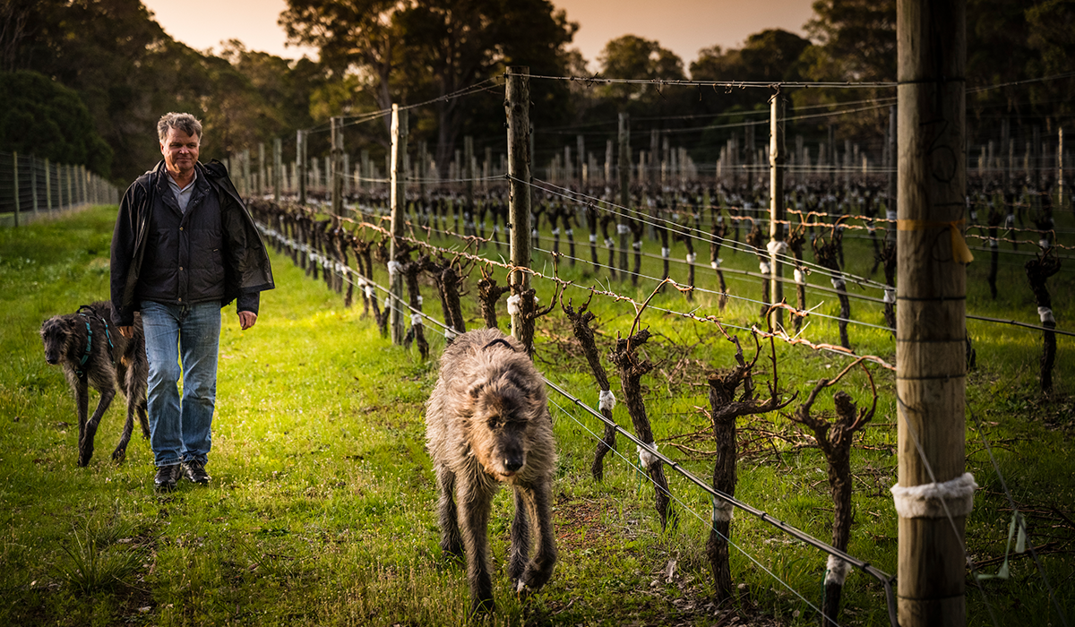 Stuart Pym in the vineyard