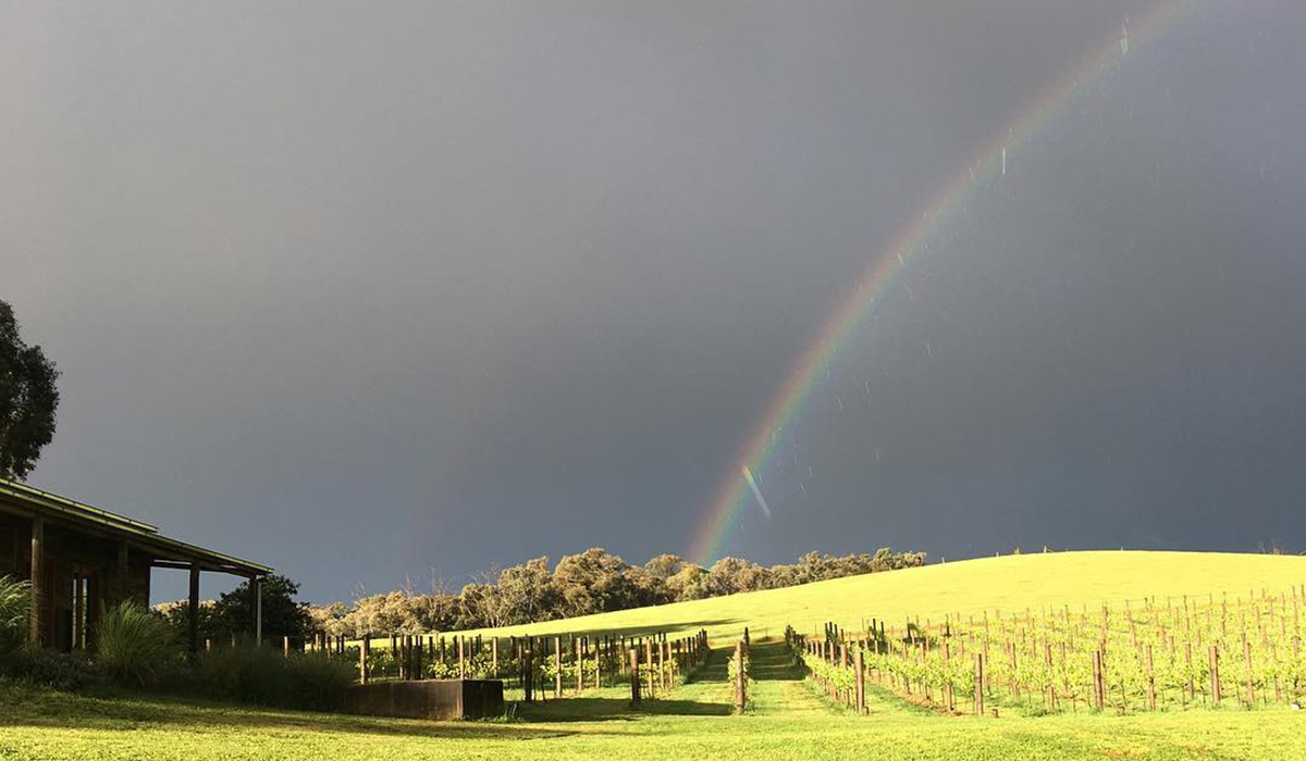 A rainbow over the Traviarti vineyard