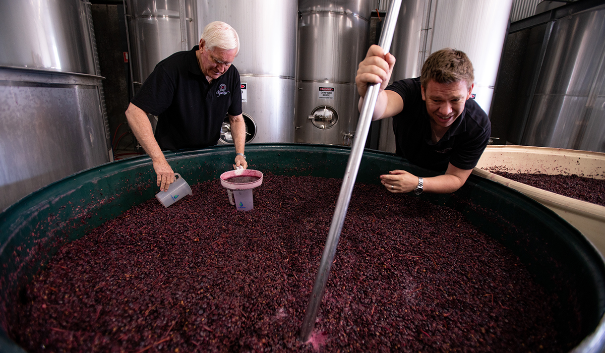 Riposte winemakers plunging grapes
