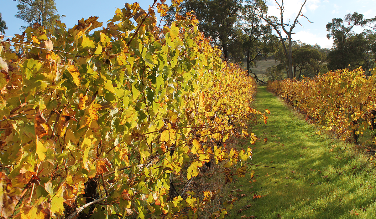 Aylesbury vineyard