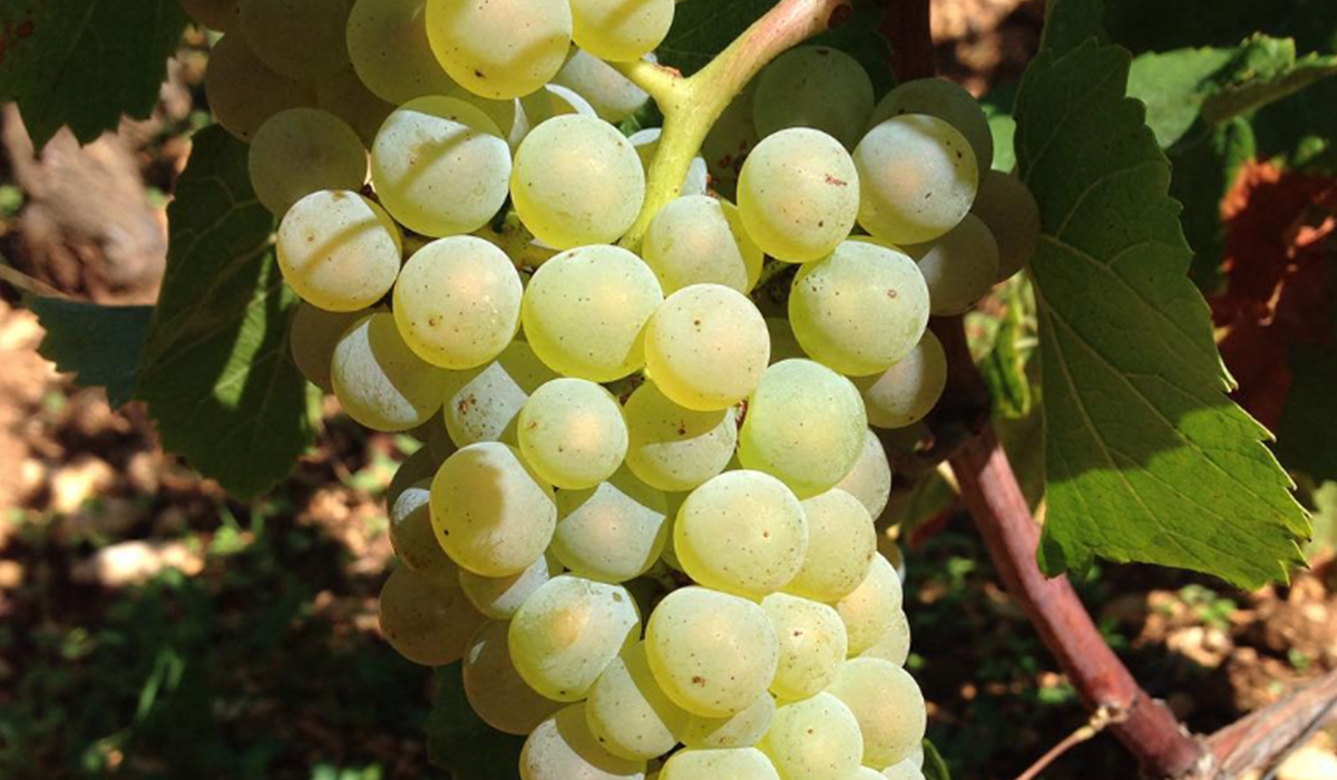 Terrason grapes