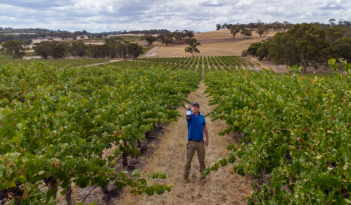 Tom White in the vineyard