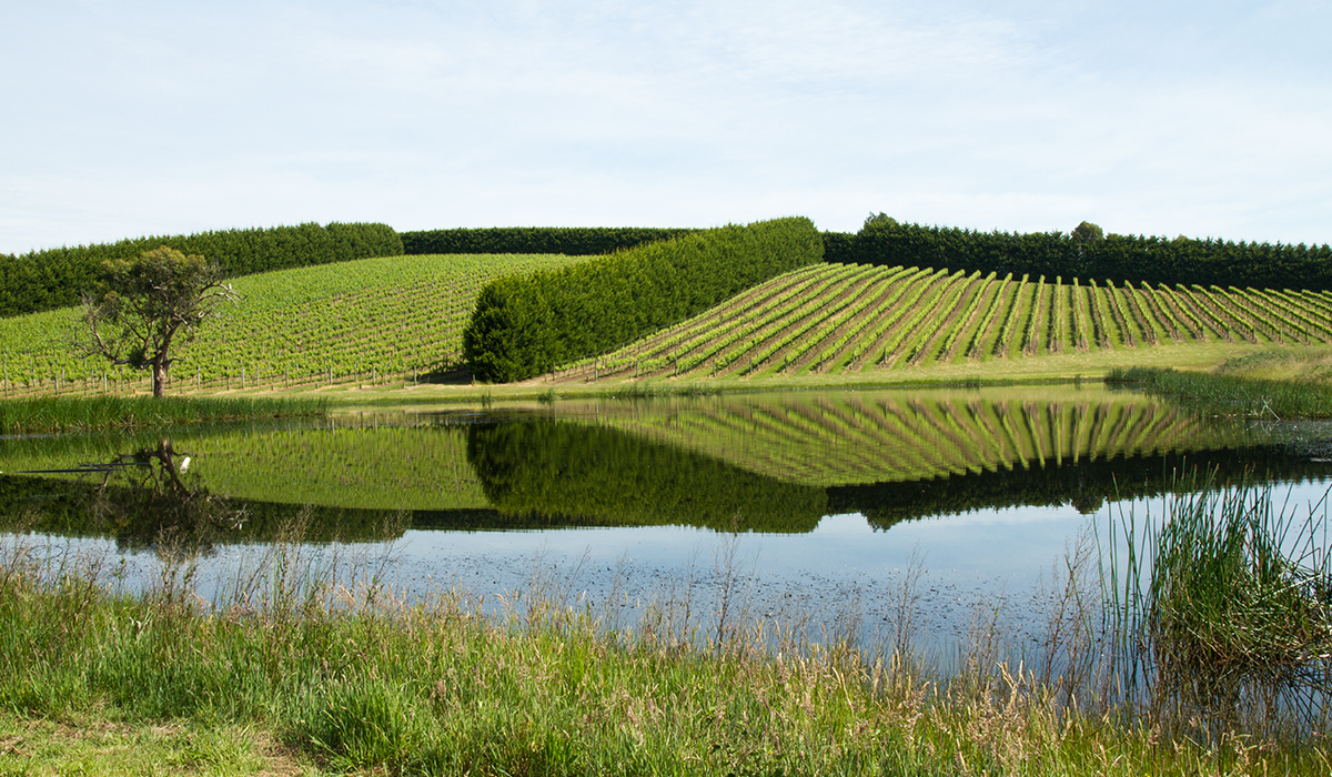 Garagiste dam and vineyard