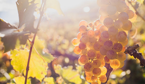 Wine grapes on the vine in autumn