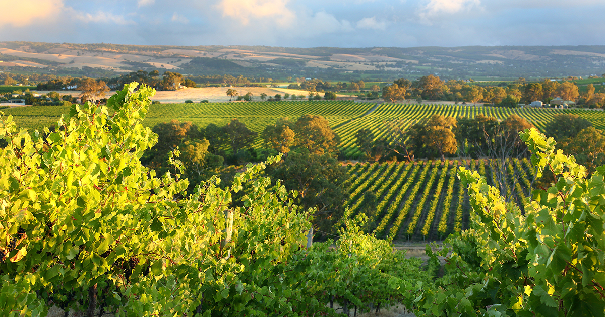 Adelaide Hills Wineries | Best Wineries & Vineyards Adelaide Hills ...