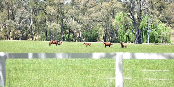 Paddock with horses in Mudgee