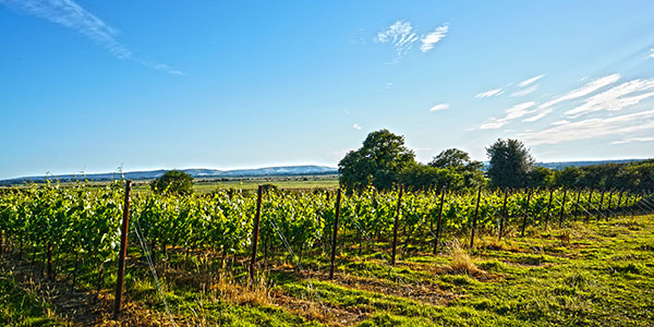A vineyard in Sussex