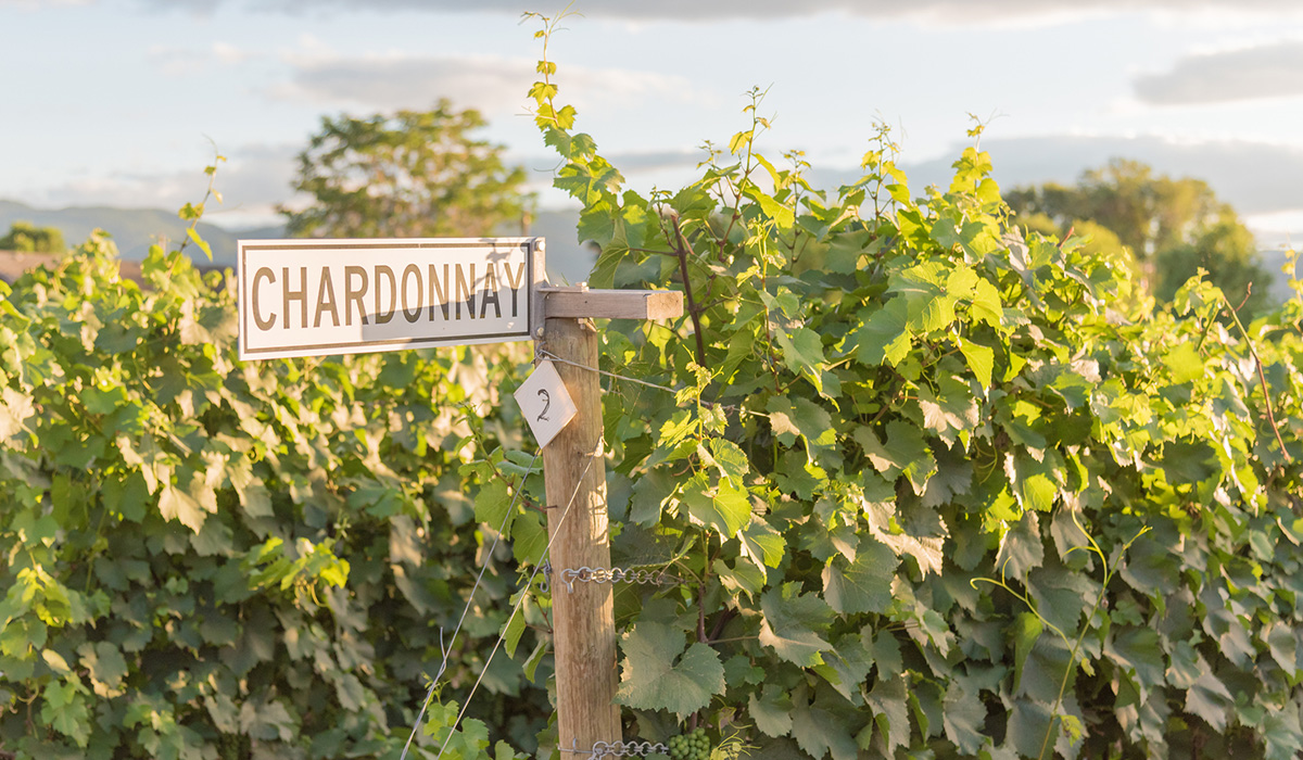 Chardonnay sign in vineyard | Chardonnay Halliday Wine Companion 