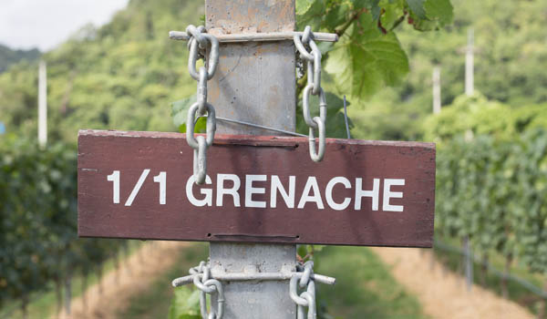 Your essential guide to grenache