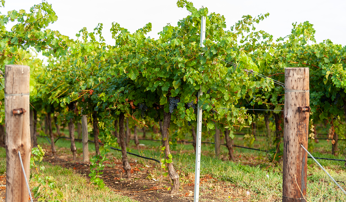 Cabernet vineyard