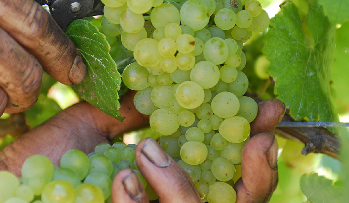 A close up of a bunch of chardonnay with hands holding and pruning the bunch.