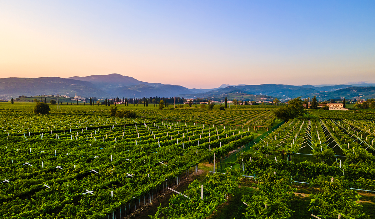 Vento, Italy vineyard