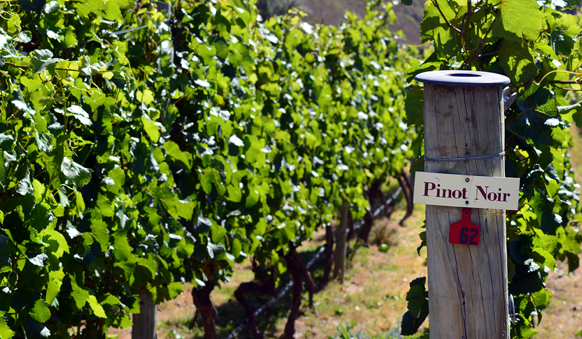 A pinot noir vineyard with a pinot noir sign on the post.