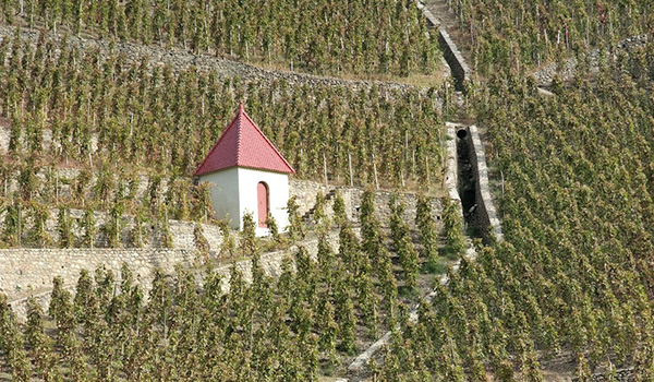 Northern Rhone vineyard
