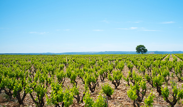 Southern Rhone vineyard