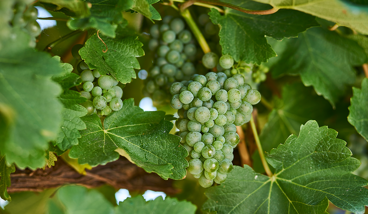 Sauvignon blanc grapes hanging