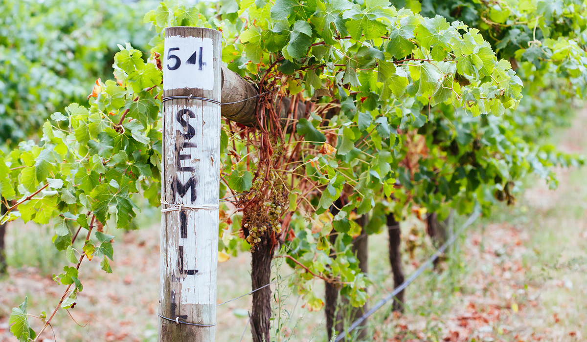 Semillon post in the vineyard
