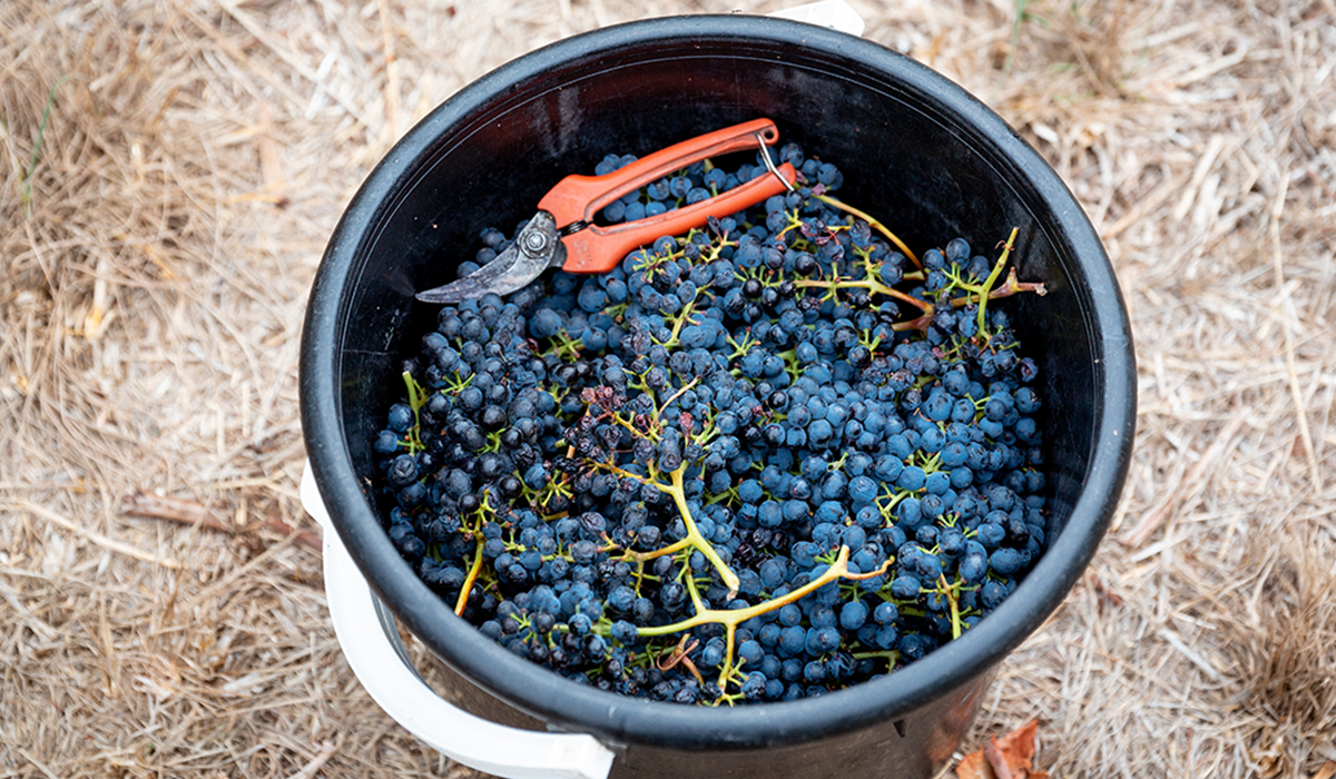 Shiraz grapes in a bucket