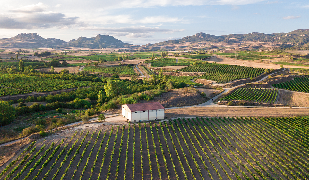 Aerial view of la rioja vineyards, Spain