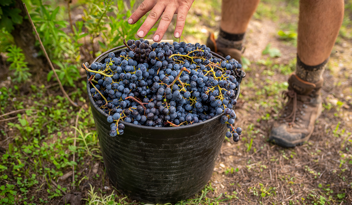 A bucket of tempranillo grapes