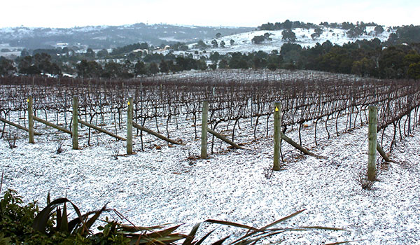 Snowy vineyard at Contentious Character