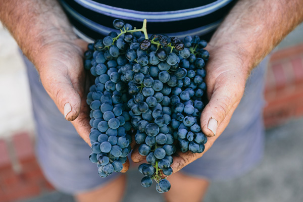 Barossa grapes from Peter Lehmann
