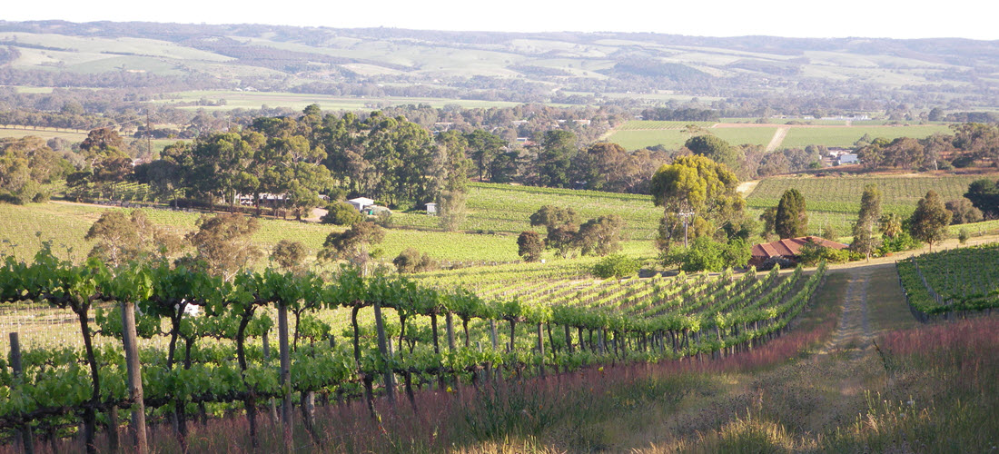 Hastwell and Lightfoot vineyard