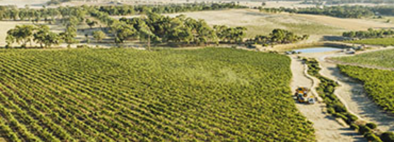 Kilikanoon aerial shot of vineyard 