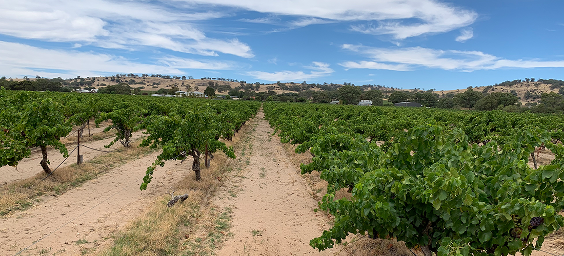 Maverick vineyard