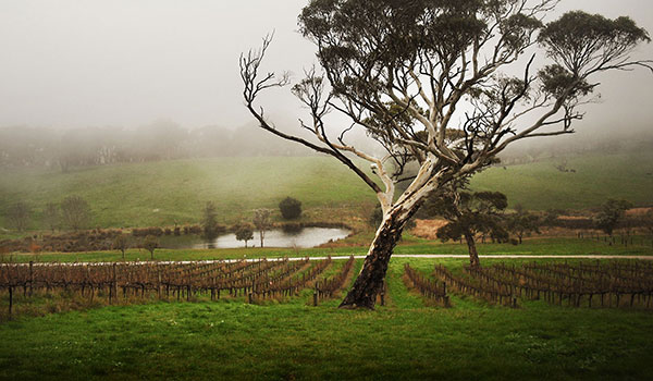 Misty Monterra vineyard