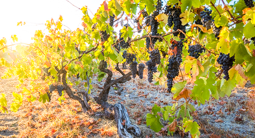 Poonawatta Eden Valley Old Vines | Halliday Wine Companion