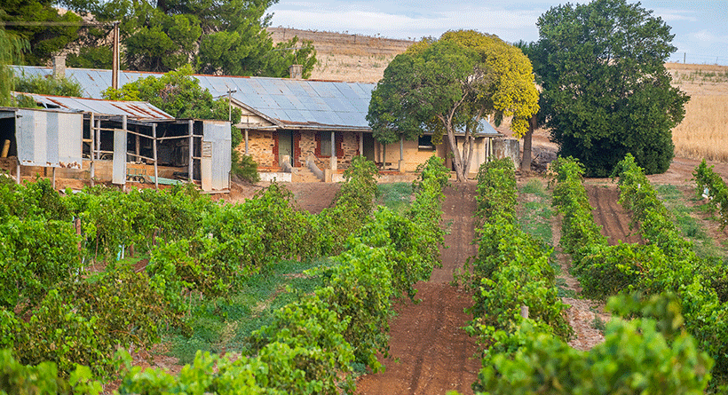 Schild Estate Vineyard