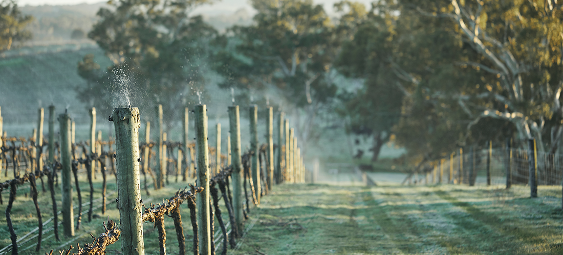 Frost at Sidewood vineyard