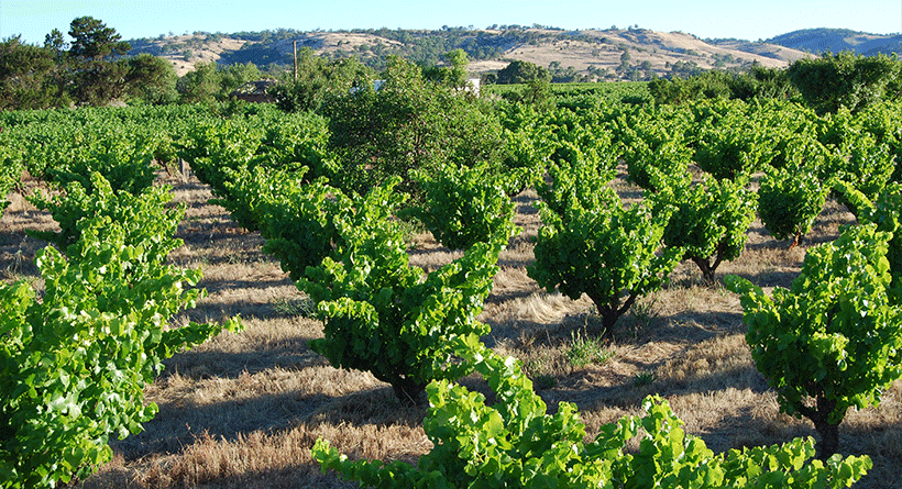 Smallfry Wines Vineyard
