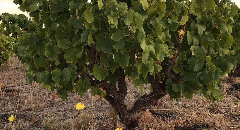 Smallfry Wines Vineyard